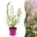 Salix Flamingo Zierweide im 17cm Topf, 40-50cm hoch Bild 1