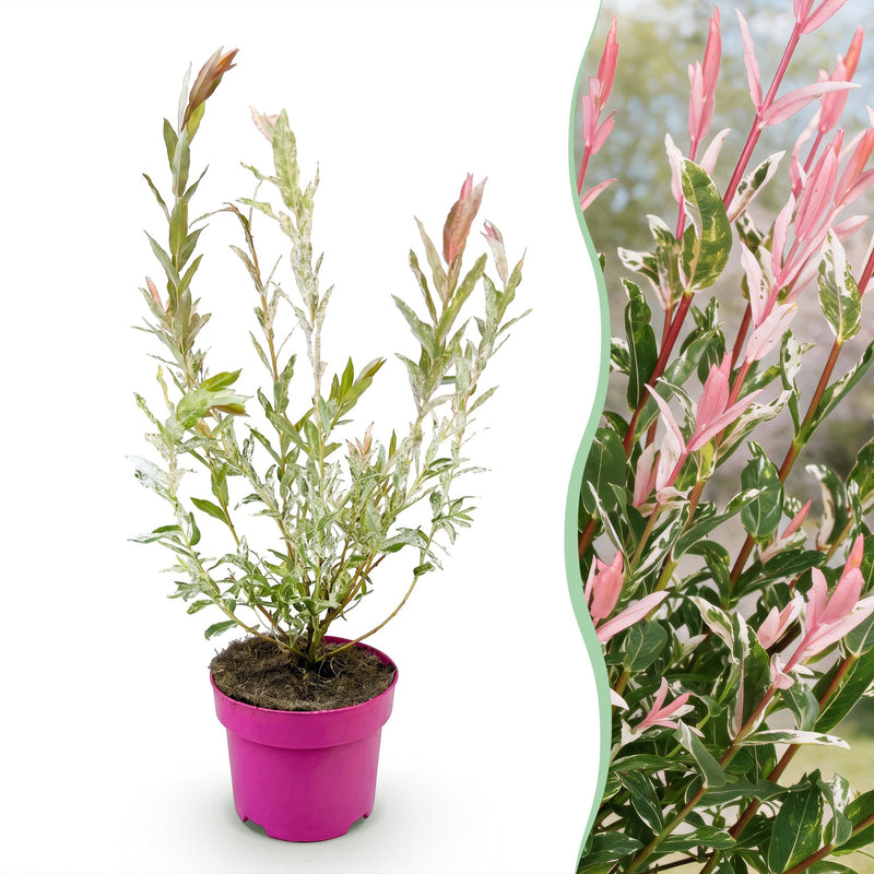 Salix Flamingo Zierweide im 17cm Topf, 40-50cm hoch