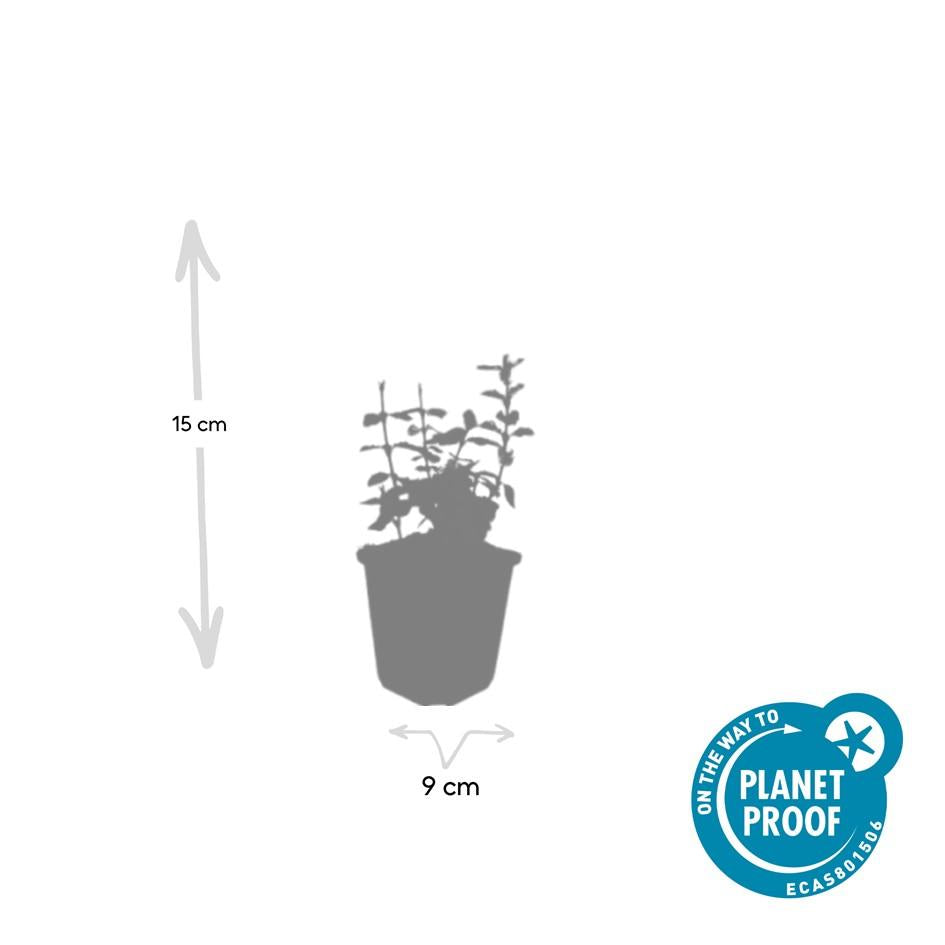 12x Euonymus fortunei 'Harlequin' - Buntlaubiger Bodendecker, 10-25cm