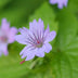 24x Geranium nodosum - ↕10-25cm - Ø9cm Bild 7