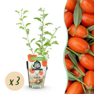 Goji-Beere (Lycium Barbarum): 3 robuste Winterharte Pflanzen im 9cm Topf