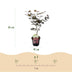 Japanischer Ahorn 'Bloodgood' (Acer palmatum) - Roter Laubbaum, 70cm, Topf 19cm Bild 3