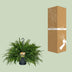 Nephrolepis Green Lady Farn - Ø20cm, ↕60cm Bild 4