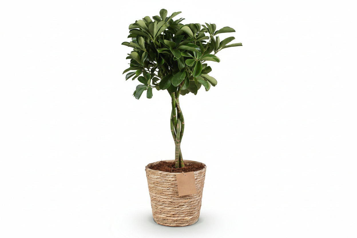Green boutiQ - Zimmerpflanzen - Schefflera Nora - Fingerbaum - Wenig Pflege - mit Korb - Grün - 1 Pflanze - Topf 21cm - Höhe 70-82cm