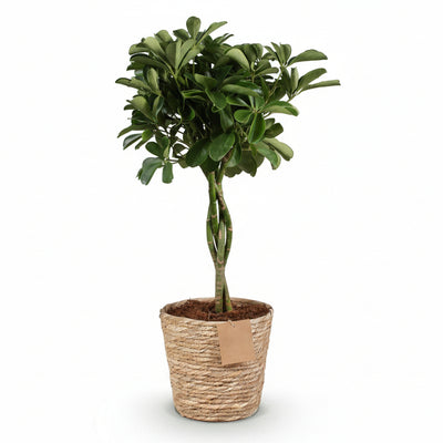 Green boutiQ - Zimmerpflanzen - Schefflera Nora - Fingerbaum - Wenig Pflege - mit Korb - Grün - 1 Pflanze - Topf 21cm - Höhe 70-82cm