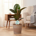 Ficus Elastica Robusta, Gummibaum Ø17cm, H55cm Bild 4