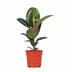 Ficus Elastica Robusta, Gummibaum Ø17cm, H55cm Bild 1
