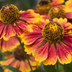 24x Helenium 'Moerheim Beauty' – Golden-yellow perennial (10-25cm) Bild 7