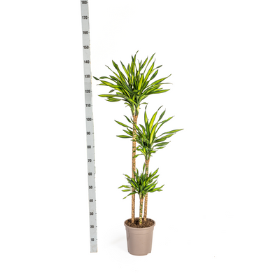 Dracaena Deremensis Rikki Ø24cm - 130-150cm