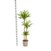 Dracaena Deremensis Rikki Ø24cm - 130-150cm Bild 2