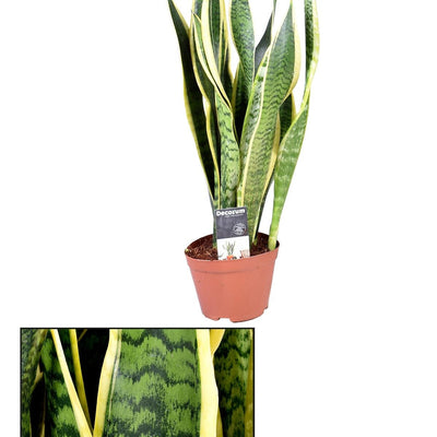 Sansevieria Laurentii: Pflegeleichte Zimmerpflanze, 55cm Höhe, Ø14cm Topf
