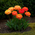 GreenboutiQ - Flower Bulbs - Tulip Gudoshnik Double - Bulbs Hardy Perennial - Double-flowered - 12 Pieces - Bulb size 11/12 - XXL Pack Bild 3