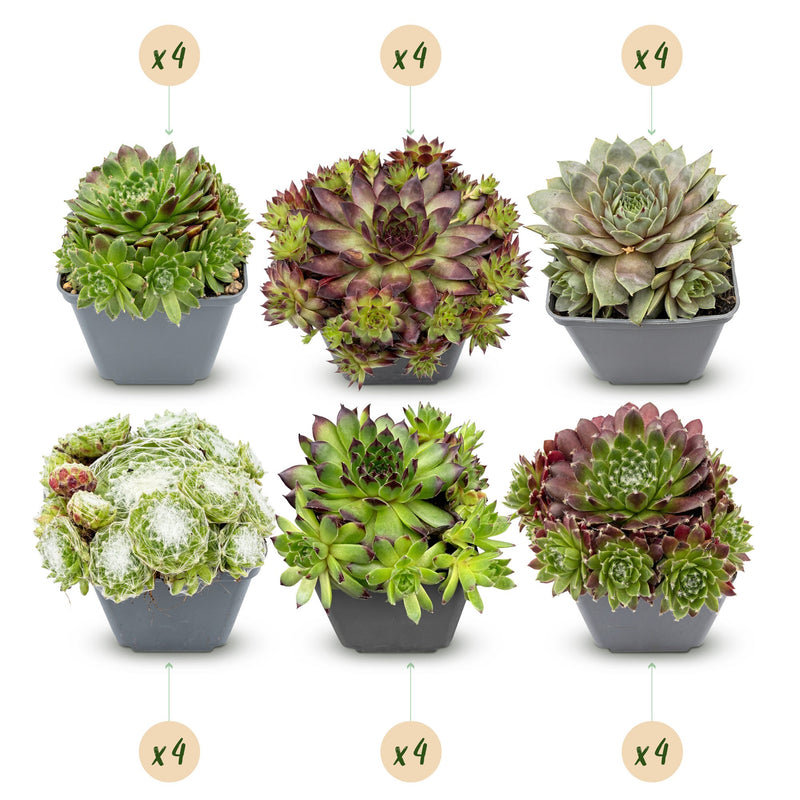 24x Sempervivum Big Sam Sukkulente im 7cm Topf