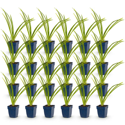 Green boutiQ - Perennial - Hemerocallis Pink Damask - Daylily - Bee and Butterfly Attractors - Pink - 24 Plants - Pot 11cm - Height 15-25cm