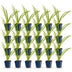 Green boutiQ - Perennial - Hemerocallis Pink Damask - Daylily - Bee and Butterfly Attractors - Pink - 24 Plants - Pot 11cm - Height 15-25cm Bild 2