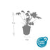 48x Geranium macr. 'Spessart' - Bodendecker, 10-25cm Bild 3