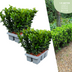 12x Euonymus 'Green Spire' Heckenpflanzen, Buchsbaum-Ersatz Bild 1