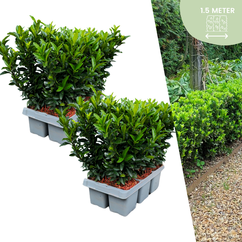 12x Euonymus 'Green Spire' Heckenpflanzen, Buchsbaum-Ersatz