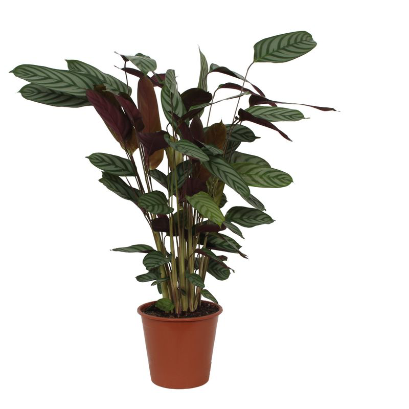 Calathea Compactstar Pflanze - 90 cm Höhe - Ø19cm Topf