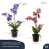 Orchidee Vanda mix - 2 Stück - Kunstpflanzen - Bundle-Set Bild 3