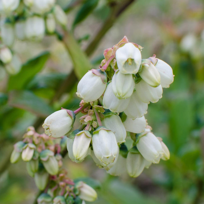 5x Reka Blaubeeren, 45cm, Bio, Ø13 Topf