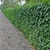 24x Irish Ivy (Hedera Hibernica), 10-25cm, 9cm Pot Bild 6