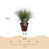 GreenboutiQ Carex comans Frosted Curls - 2 Ziergras-Pflanzen Bild 3