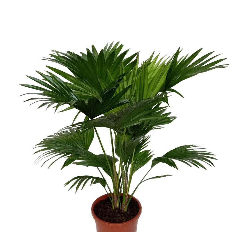 Livistona Rotundifolia Fächerpalme, 70cm hoch, Ø17cm Topf