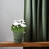Chrysanthemum Brave - Cushion Chrysanthemum, Ø12cm, ↕26cm Bild 3