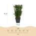 Buchsbaum Heckenpflanzen Set: 6x Buxus sempervirens, 45cm hoch Bild 3