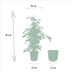 Ficus Benjamina Danielle 'Dschungeltraum' Topf Ø21cm, 95cm hoch Bild 2