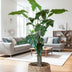 Artificial Alocasia, 150 cm, evergreen, easy-care Bild 4