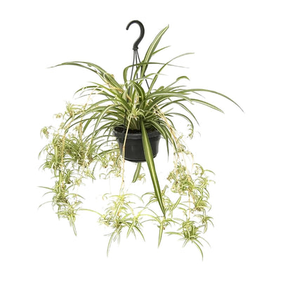 Buntblättrige Grünlilie (Chlorophytum comosum Variegatum) Ø14cm, ↕55cm