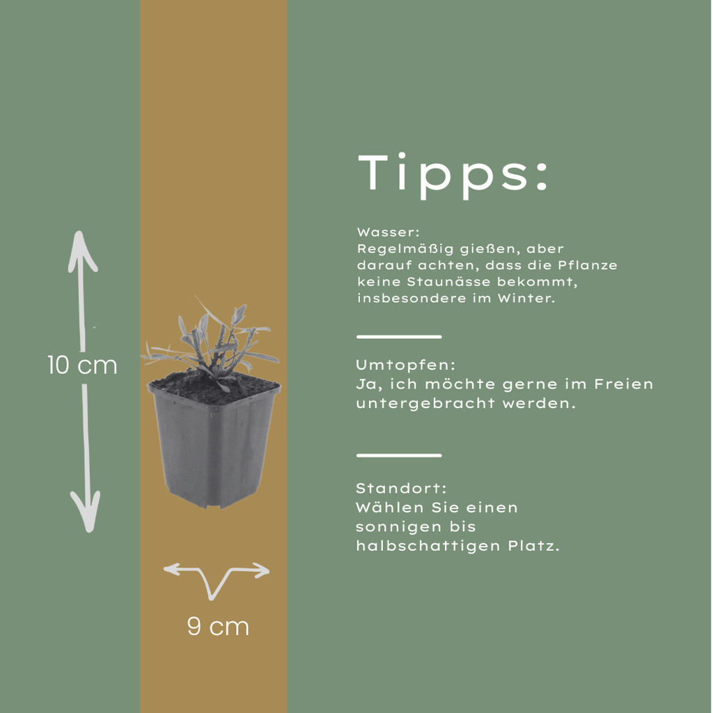 12x Gaura 'Whirling Butterflies' | Prachtkerze, 10-25cm hoch, Ø9cm Topf