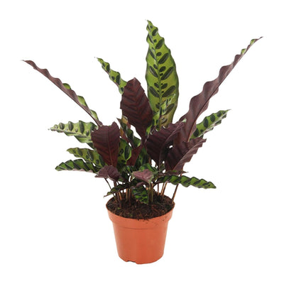 Calathea Insignis (Ø12cm, ↕50cm) - Exotische Zimmerpflanze für Ihr Zuhause