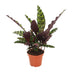 Calathea Insignis (Ø12cm, ↕50cm) - Exotische Zimmerpflanze für Ihr Zuhause Bild 1
