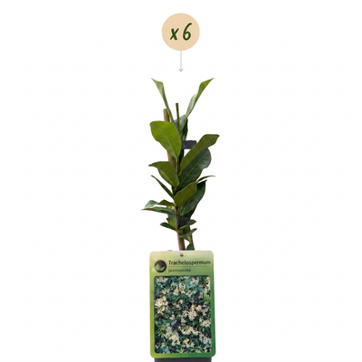 6x Trachelospermum jasminoides Sternjasmin Kletterpflanze Ø9cm