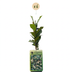 6x Trachelospermum jasminoides Sternjasmin Kletterpflanze Ø9cm Bild 2