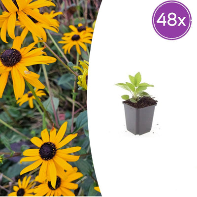 48x Rudbeckia 'Goldsturm' Sonnenhut, 10-25cm, Ø9cm Topf