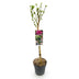 GreenboutiQ - Stamm Pflanze - Hibiscus syriacus Magenta Chiffon® - Terrassen Pflanze - Laubabwerfend - Winterhart - Rosa Blüte - Topf 19cm Höhe 90cm Bild 2