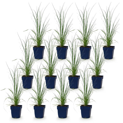 Green boutiQ - Gräser - Cortaderia sell. Pumila - Zwerg-Pampasgras - Mit Feder - Grau - 12 Pflanzen - Topf 11cm - Höhe 15-25cm