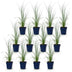 Green boutiQ - Gräser - Cortaderia sell. Pumila - Zwerg-Pampasgras - Mit Feder - Grau - 12 Pflanzen - Topf 11cm - Höhe 15-25cm Bild 2
