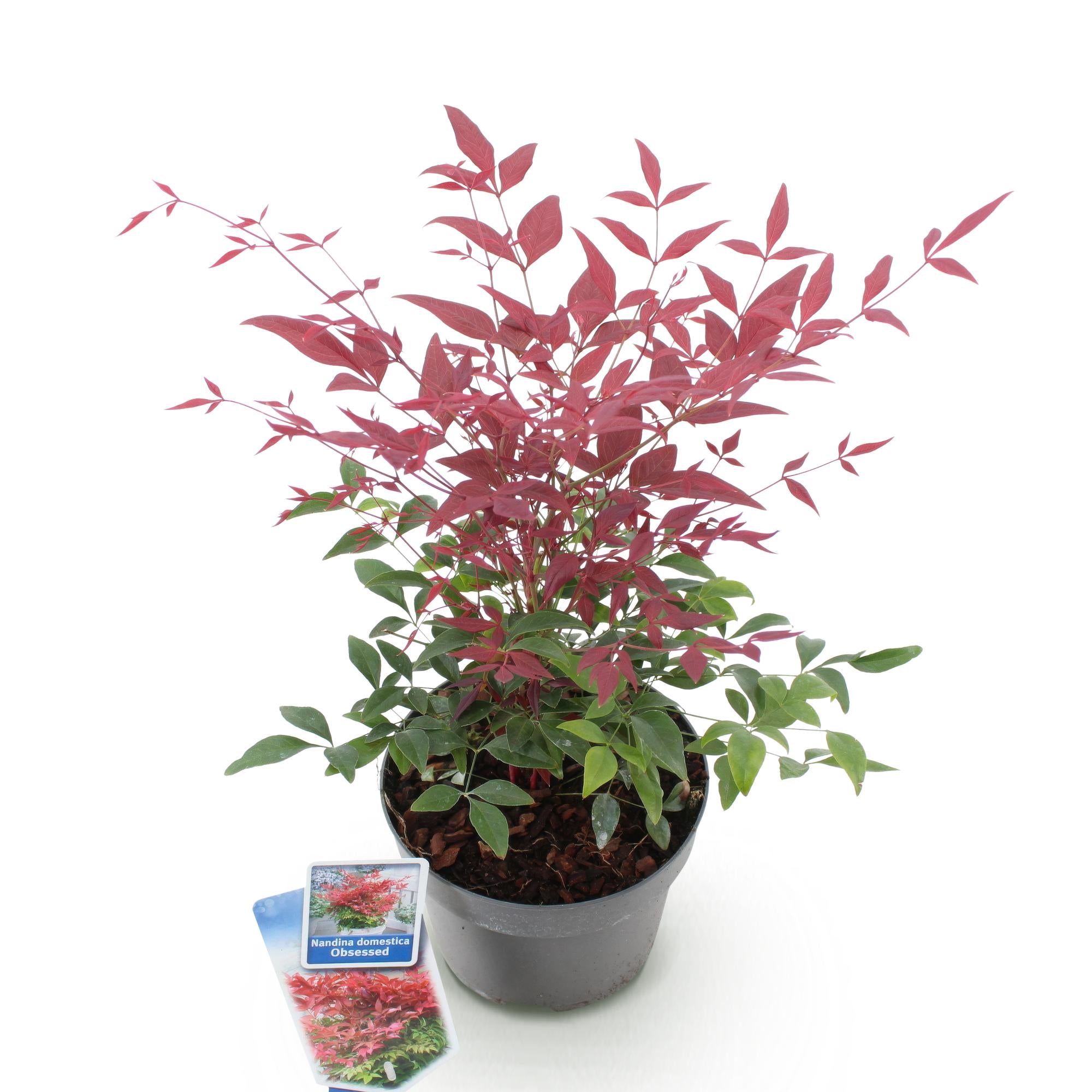 GreenboutiQ - Gartenpflanze - Nandina Obsessed - Rot - 1 Pflanze - Immergrün - Wenig Pflege - Topf 17cm Höhe 45cm