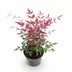 Nandina Obsessed - Evergreen shrub, easy to care for, 45cm, 17cm pot Bild 2