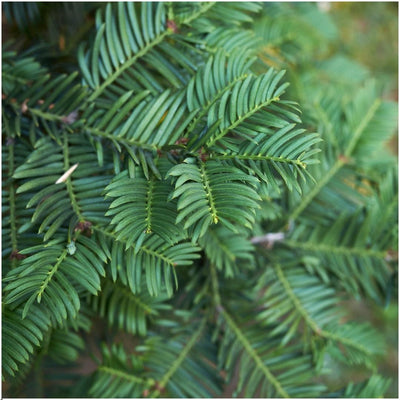Eibenhecke (Taxus baccata) - 1 Meter, 6 Pflanzen, winterhart