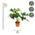 Philodendron Selloum Baumphilodendron 60cm Ø22 Bild 2