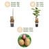 Green boutiQ - Fruit Plant - Actinidia Weiki & Hayward, Ken's Red, Golden Kiwi - Kiwi Plant - 1 Male - 3 Female - Plants - Green-Red-Yellow - Pot 15cm - Height 50cm Bild 4
