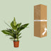 Spathiphyllum Bingo Cupido - Friedenslilie Ø19cm - ↕80cm Bild 4