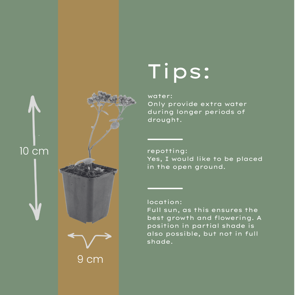 6x Sedum 'Matrona' - ↕10-25cm - Ø9cm