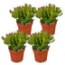 4x Crassula Ovata - Geldbaum - Grün - Sukkulente/Kaktus - Ø12cm - ↕16cm Bild 2